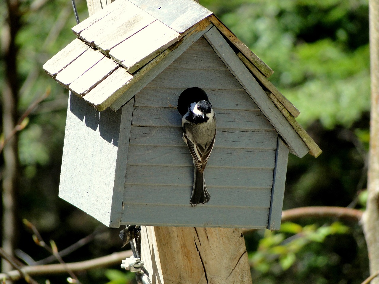 Woodworking Basics: Building Your First Birdhouse